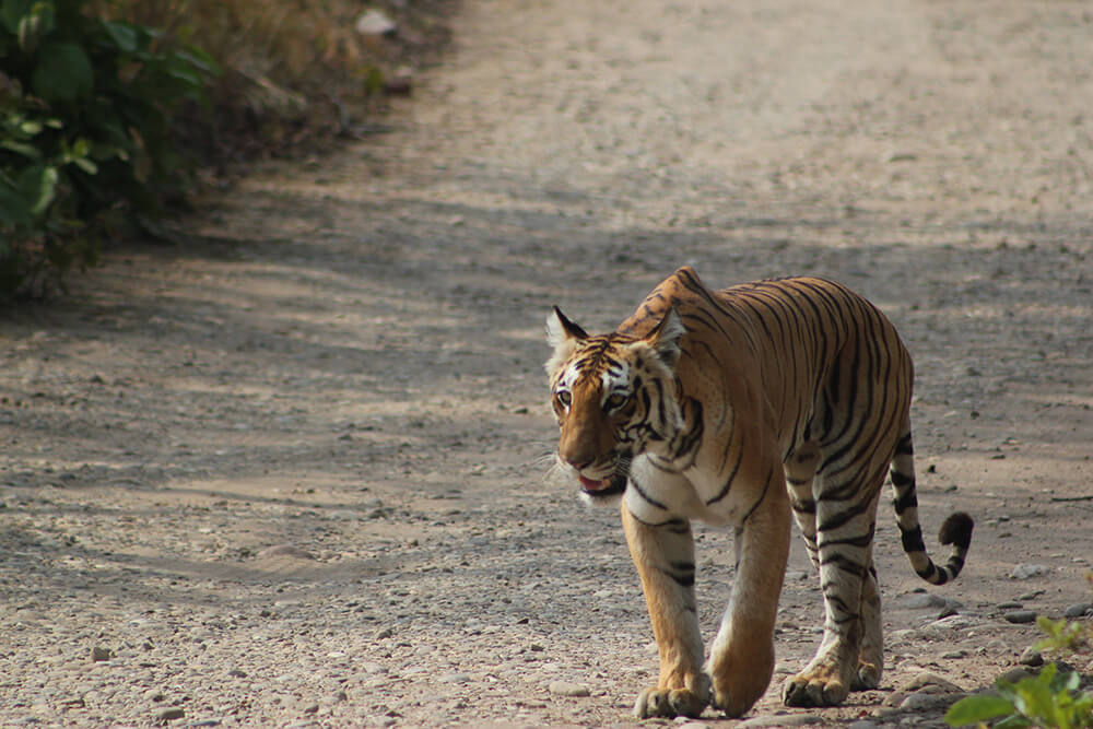 Jim Corbett National Park - Everything You Need to Know
